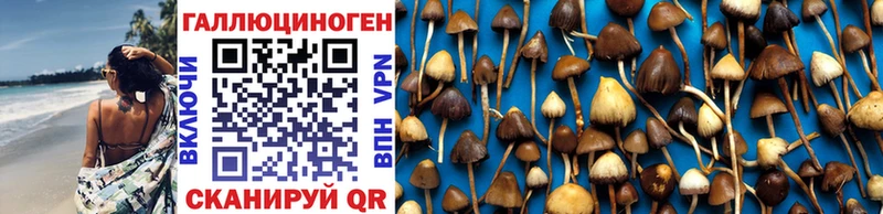 Галлюциногенные грибы Psilocybine cubensis  Купить где  Нефтекумск 